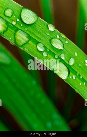 Gocce d'acqua sull'erba Foto Stock