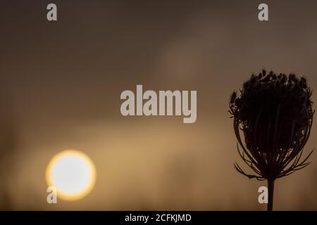 Silhouette di piante secche nel campo su un caldo tramonto estivo Foto Stock