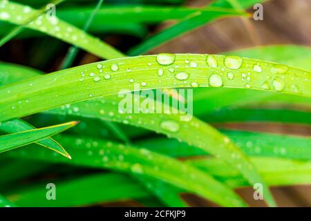 Gocce d'acqua sull'erba Foto Stock