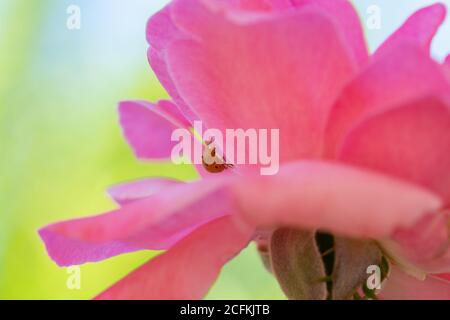 Ladybug di colore arancione che cammina tra il delicato e morbido rosa petali di una rosa Foto Stock