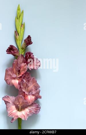 Fiori e boccioli di un gladiolo insolito su sfondo blu, biglietto di auguri. Foto Stock