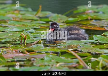 Piccolo gressere (Tachybaptus ruficollis) cazzo in un canale disusato denso di vegetazione Foto Stock