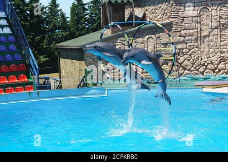 Adler, Sochi, Krasnodar Krai, Russia - Giugno 11.2017: I delfini tursiopi sono grandi delfini, o delfini tursiopi (lat. Tursiops truncatus) saltando Foto Stock
