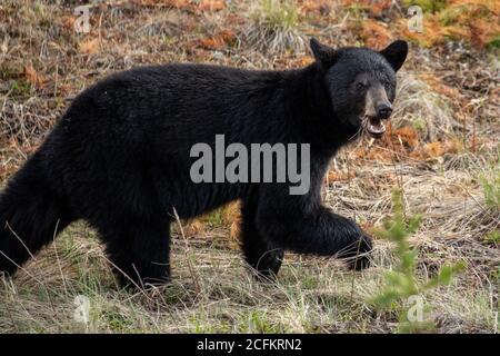 Black Bear visto lungo l'Alaska Highway a Yukon, Canada. Foto Stock