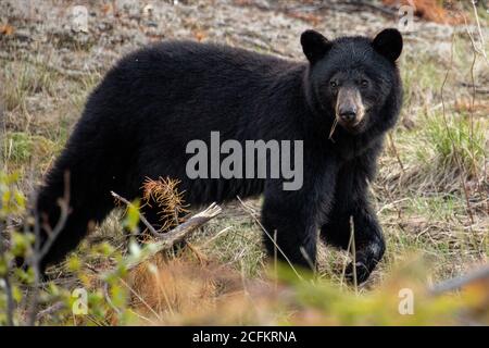 Black Bear visto lungo l'Alaska Highway a Yukon, Canada. Foto Stock