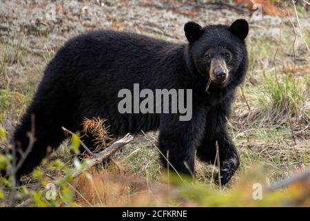 Black Bear visto lungo l'Alaska Highway a Yukon, Canada. Foto Stock
