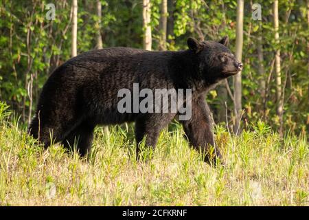 Black Bear visto lungo l'Alaska Highway a Yukon, Canada. Foto Stock