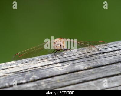 Darter Dragonfly Comune, Symetrum Strriolatum Foto Stock