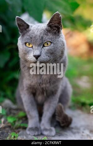 Bella blu russo cat passeggiate nel parco Foto Stock