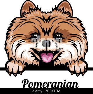 Testa Pomerania - razza del cane. Immagine a colori di una testa di cani isolata su uno sfondo bianco Illustrazione Vettoriale