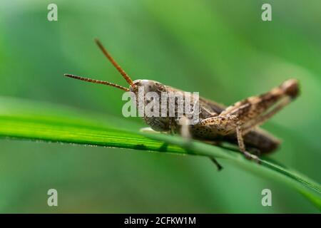 Bella cavalletta sull'erba su uno sfondo sfocato. Vista macro Grasshopper. Profilo Grasshopper. Cavalletta dei prati Foto Stock
