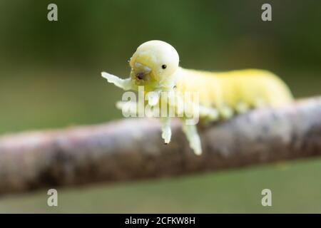 Un bel Caterpillar Birch Sawfly (Cimbex femoratus) alimentazione su betulla argentata in legno Foto Stock