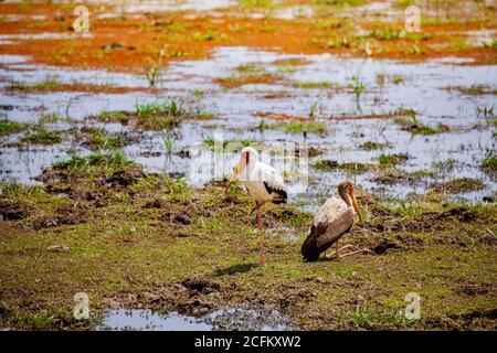 Due uccelli Ibis cicogne fatturati in giallo, chiamati anche cicogne di legno È una specie di guado africana di grandi dimensioni appartenente alla famiglia delle Ciconiidae Foto Stock