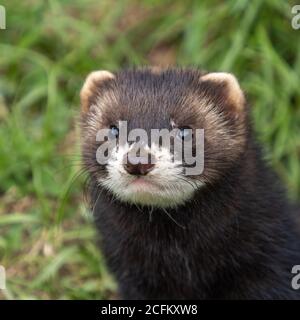 Giovane testa di Polecat Foto Stock