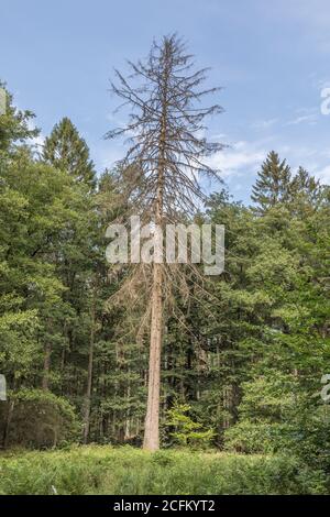 albero di conifere morto in foresta mista Foto Stock