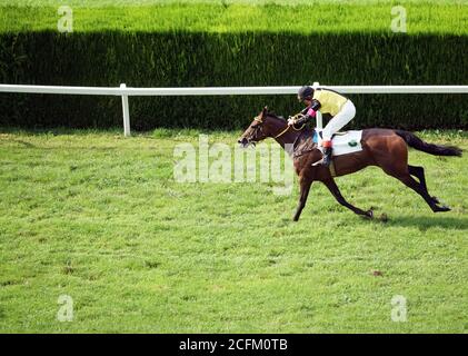 Cavallo singolo con un fantino in galoppo alla gara del 6 settembre 2020, a Merano, Italia. Foto Stock