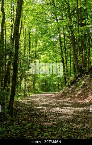 Percorso forestale attraverso una foresta decidua in estate, inondato di luce solare. Foresta con alberi prevalentemente decidui a Salisburgo, uno stato dell'Austria in Europa Foto Stock