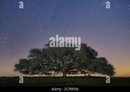 Enorme quercia Olm di notte, ad Alentejo Foto Stock