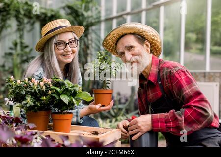 Orticoltura e concetto di serra. Ritratto di due anziani giardinieri piacevoli maschili e femminili, in posa insieme in serra con vasi fioriti e. Foto Stock