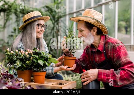 Concetto di giardinaggio. Attraente giovane gioioso, indossando cappelli di paglia e camicie a scacchi, godendo il loro lavoro in orangeria e parlando di Foto Stock