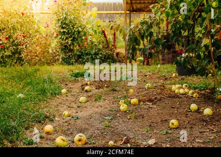 Le mele gialle caduti giacciono a terra, un nuovo raccolto al sole. Messa a fuoco selettiva Foto Stock