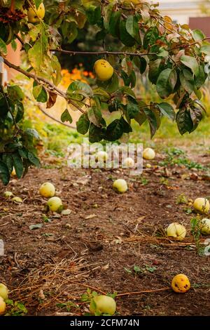 Mele gialle mature gialle giacciono a terra. Nuova raccolta, vista rustica soleggiata, fuoco selettivo Foto Stock