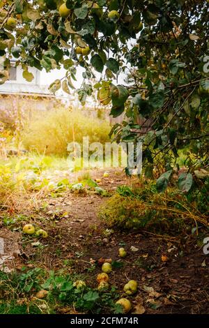 Le mele gialle caduti giacciono a terra, un nuovo raccolto al sole. Messa a fuoco selettiva Foto Stock