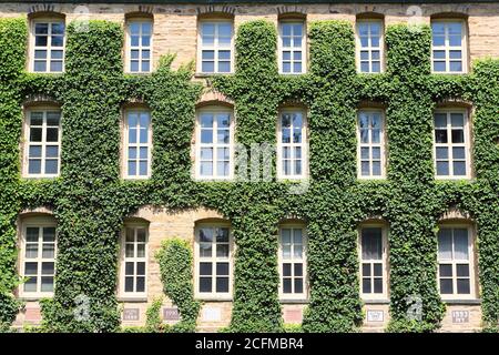 Le pareti ricoperte di edera della Sala Nassau dell'Università di Princeton. Princeton, New Jersey, Stati Uniti Foto Stock