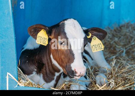 Giovane carino Holstein vitello in plastica moderna vitello-House su Diary Farm. Foto Stock
