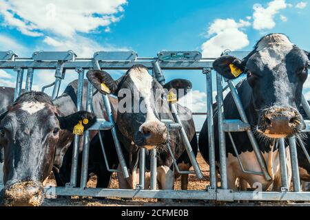 Vacche da latte Holstein in stalla libera o all'aperto stalla in caseificio. Foto Stock