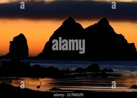 Grande airone blu (Ardea herodias) che percorre lungo la costa sotto la pila del mare di Giants Graveyard sulla costa di Washington al tramonto, vicino a Strawberry Point, Olympi Foto Stock