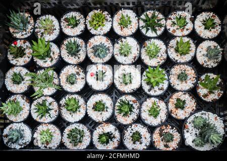 Cactus vasi per piante in window shopping, stock photo Foto Stock