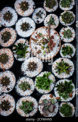 Cactus vasi per piante in window shopping, stock photo Foto Stock
