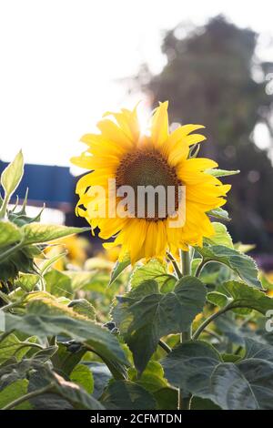 Bellissimo il girasole con sfondo naturale, stock photo Foto Stock