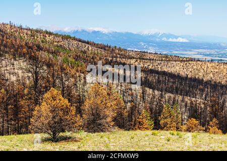 Foresta scarta e danneggiata dopo il fuoco Decker; Montagne Rocciose, Colorado centrale, Stati Uniti Foto Stock
