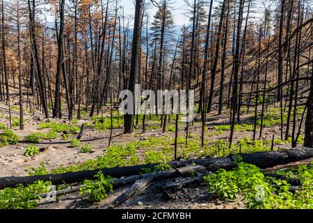 Rigenerazione di alberi e piante bruciate in un incendio boschivo; Montagne Rocciose, Colorado centrale, Stati Uniti Foto Stock