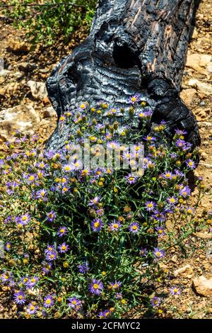 Machaeranthera bigelovii; Machaeranthera pattersonii; Asteraceae; girasole; fiori selvatici che crescono nel sito di Decker Forest Fire; Montagne Rocciose, Centr Foto Stock