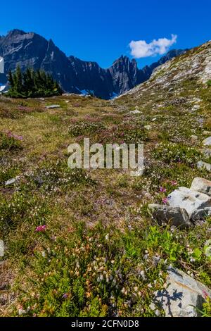 Prato lungo il Sahale Arm Trail, con Mix-Up Peak e Triplette Distant, North Cascades National Park, Washington state, USA Foto Stock