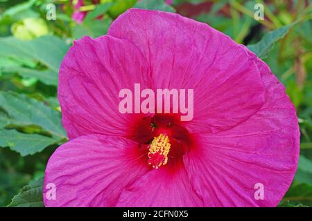 Fiore gigante Hibiscus nel giardino Foto stock - Alamy