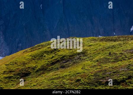 Prato subalpino lungo il Sahale Arm Trail con le scogliere ombreggiate dei Triplets e Cascade Peak, North Cascades National Park, Washington state, USA Foto Stock