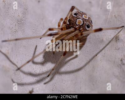 Vedova bruna della specie Latrodectus geometricus Foto Stock