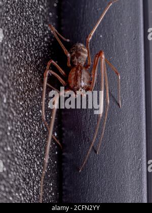 Spitting Spider del genere Scitides Foto Stock