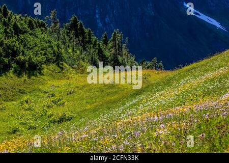 Prato subalpino lungo Sahale Arm Trail, North Cascades National Park, Washington state, USA Foto Stock