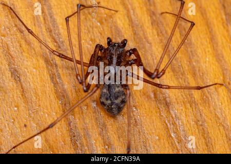 Spitting Spider del genere Scitides Foto Stock