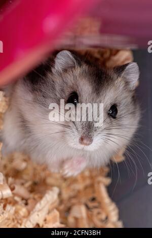 Criceto nano di Campbell della specie Phodopus campbelli Foto Stock