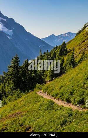 Prato subalpino lungo Sahale Arm Trail, North Cascades National Park, Washington state, USA Foto Stock