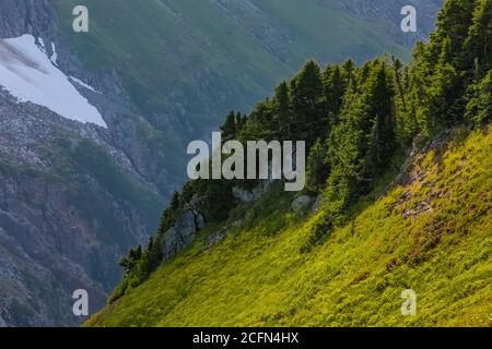 Prato subalpino lungo Sahale Arm Trail, North Cascades National Park, Washington state, USA Foto Stock