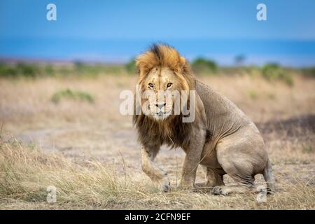 Leone maschile adulto con bella mane cercando di alzarsi Da un'erba secca in Masai Mara in Kenya Foto Stock