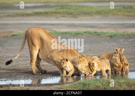 Leonessa e i suoi piccoli cuccioli di leone che bevono acqua da un Puddle a Ndutu in Tanzania Foto Stock