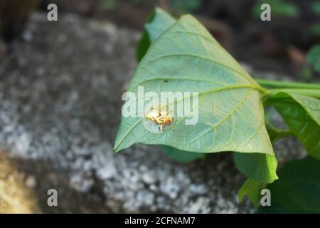 Il ladybug d'oro è in realtà la tartaruga dorata che è originaria delle Americhe. Beetles tartaruga dorata (Charidotella sexpunctata) Foto Stock